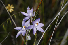 Thelymitra petrophila