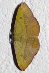 Hypochrosis hyadaria