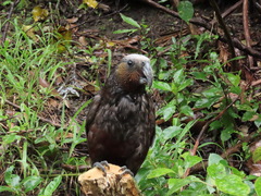 Nestor meridionalis septentrionalis