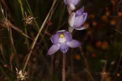 Thelymitra petrophila