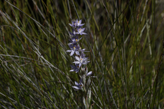 Thelymitra petrophila