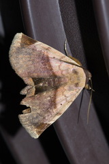 Psimada quadripennis