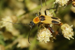 Chauliognathus omissus