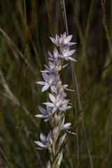 Thelymitra petrophila