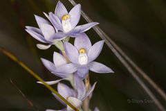 Thelymitra petrophila