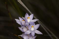 Thelymitra petrophila