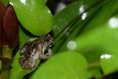 Occidozyga martensii