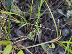 Symphyotrichum simmondsii