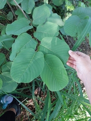 Annona senegalensis