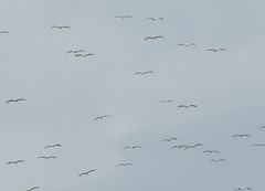 Ciconia ciconia