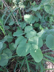 Annona senegalensis