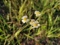 Erigeron vernus
