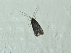 Lecithocera micromela