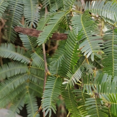 Mimosa tenuiflora