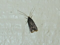 Lecithocera micromela