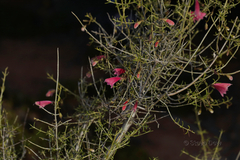 Prostanthera semiteres