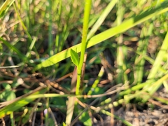 Erigeron vernus