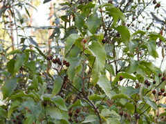 Cistus populifolius