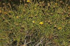Sidneya tenuifolia