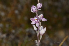 Thelymitra petrophila