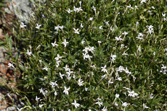 Lithotoma axillaris