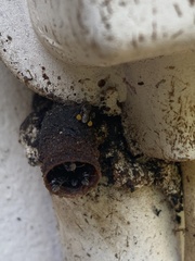 Tetragonula clypearis