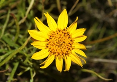Sidneya tenuifolia