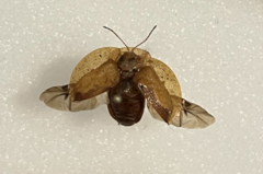 Coptocycla sordida