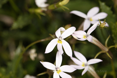 Lithotoma axillaris