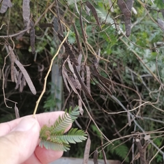 Mimosa tenuiflora
