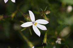 Lithotoma axillaris