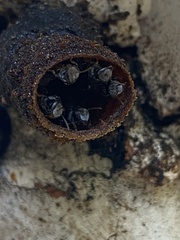 Tetragonula clypearis