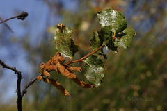 Acacia denticulosa