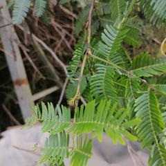 Mimosa tenuiflora
