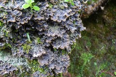 Pseudocyphellaria dissimilis