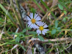 Symphyotrichum simmondsii