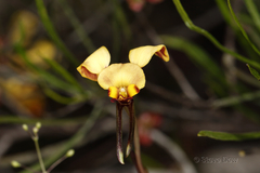 Diuris hazeliae
