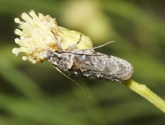 Gelechiini