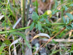 Symphyotrichum simmondsii