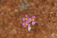 Levenhookia leptantha