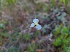 Xyris caroliniana