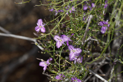 Thysanotus manglesianus