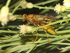 Polistes flavus