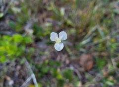 Xyris caroliniana