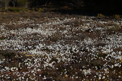 Rhodanthe chlorocephala