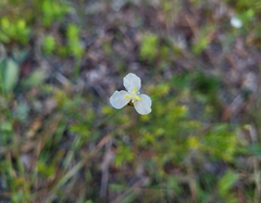 Xyris caroliniana