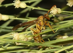 Polistes flavus