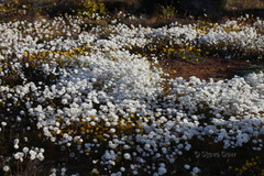 Rhodanthe chlorocephala