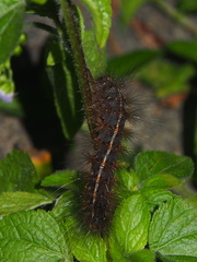 Creatonotos transiens vacillans