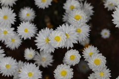Rhodanthe chlorocephala